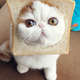 Illustration for article titled It Would Be Distasteful to Call this Kitty, Inbreadem/em